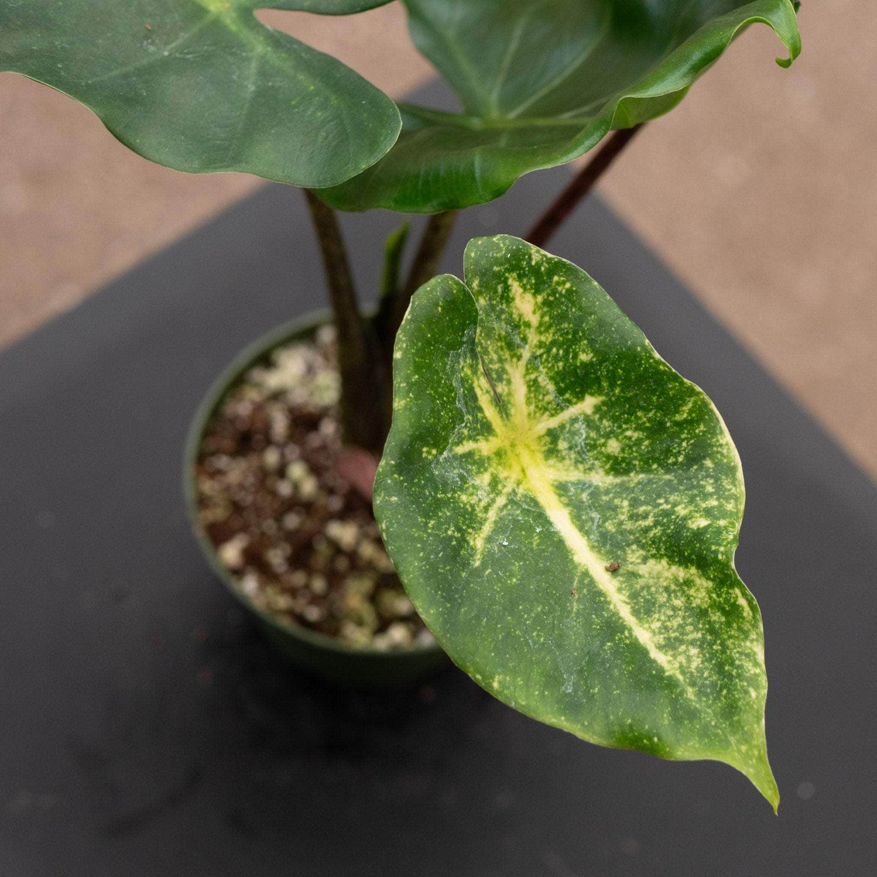 alocasia macrorrhiza indoor plant Alocasia macrorrhiza 'New Guinea Gold'