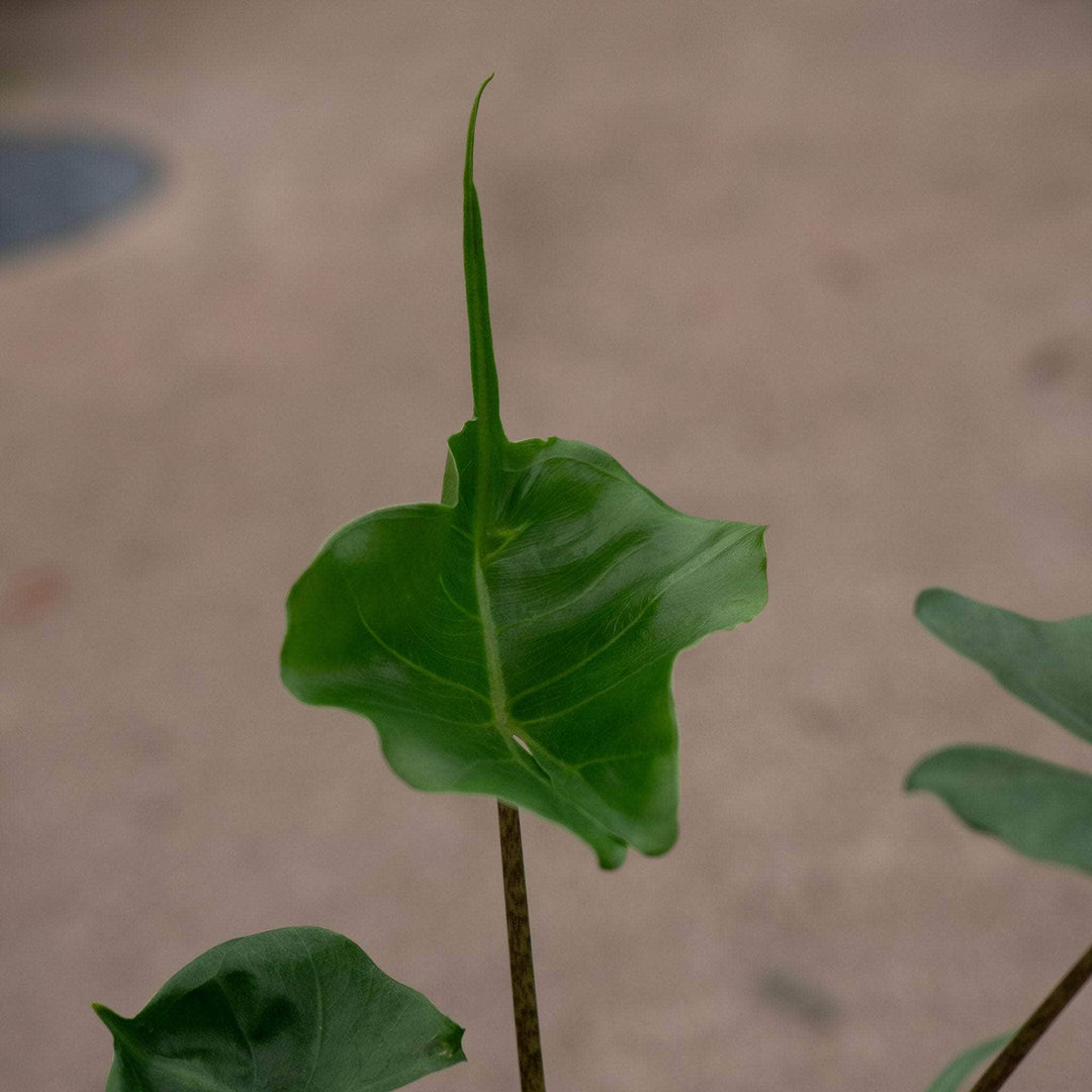 philodendron stingray Alocasia macrorrhiza 'Stingray'