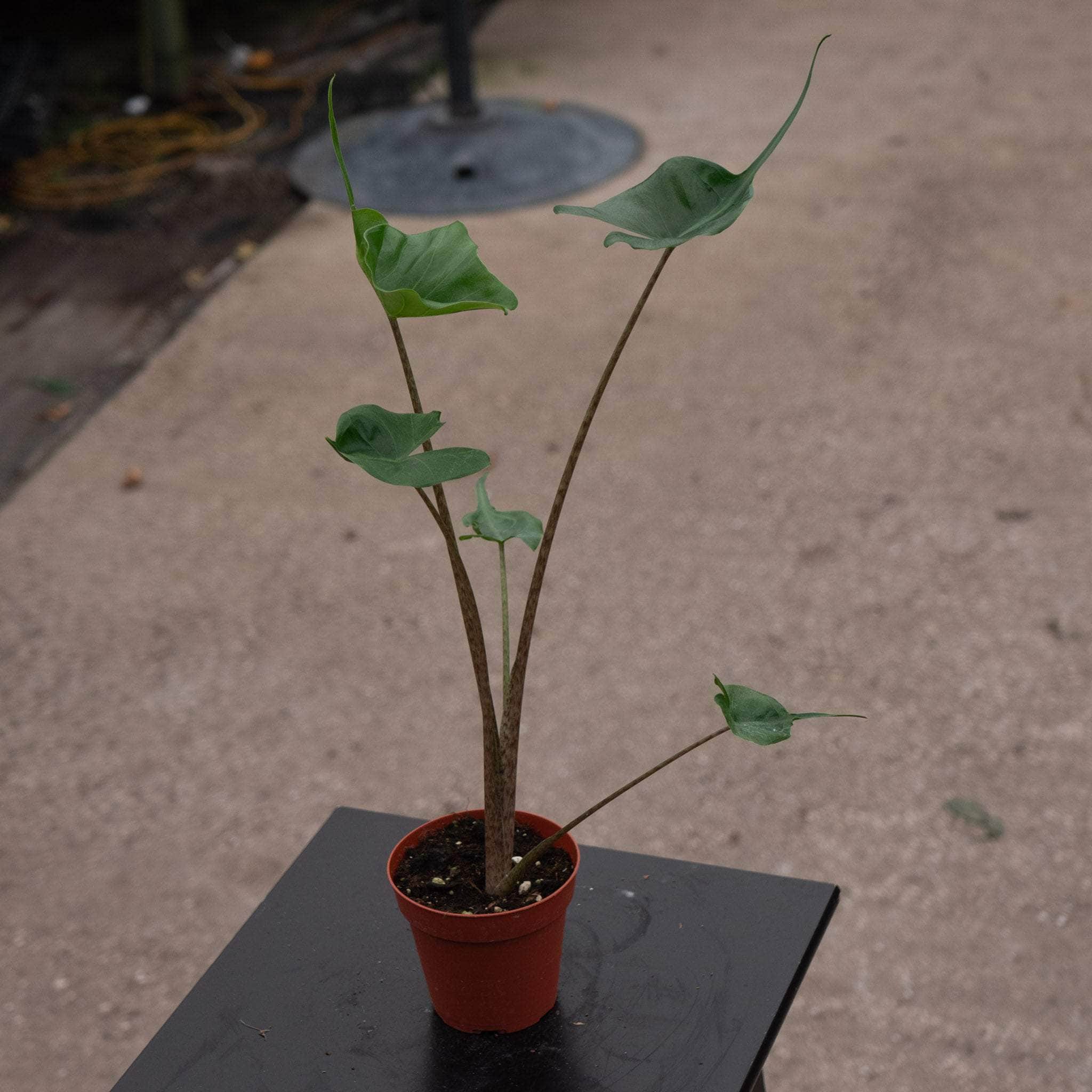 Alocasia macrorrhiza 'Stingray'
