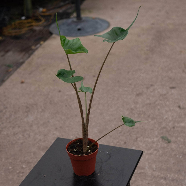 Gabriella Plants Alocasia 4" Alocasia macrorrhiza 'Stingray'