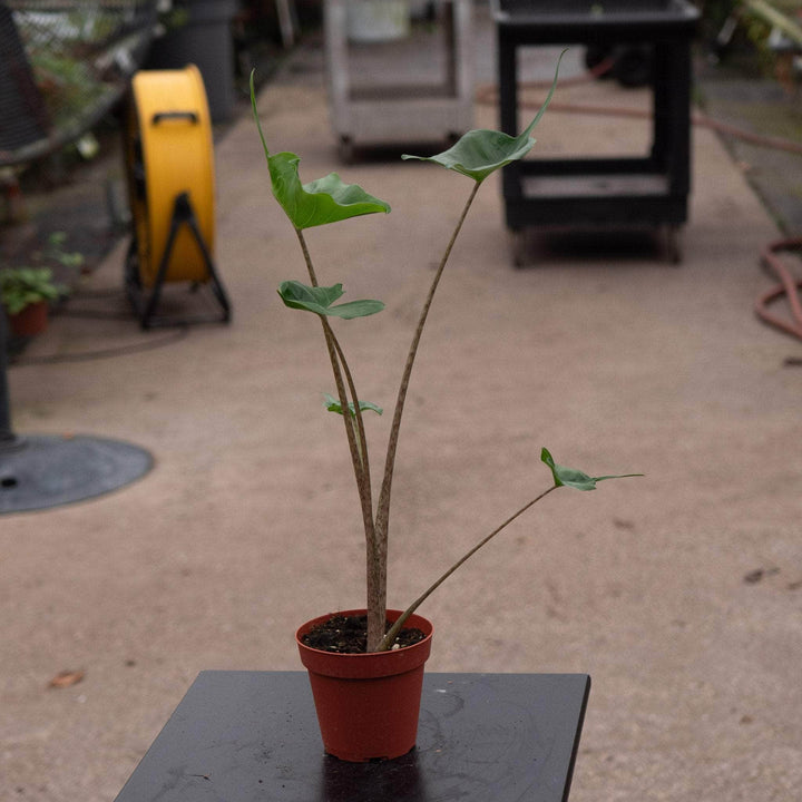 Gabriella Plants Alocasia 4" Alocasia macrorrhiza 'Stingray'