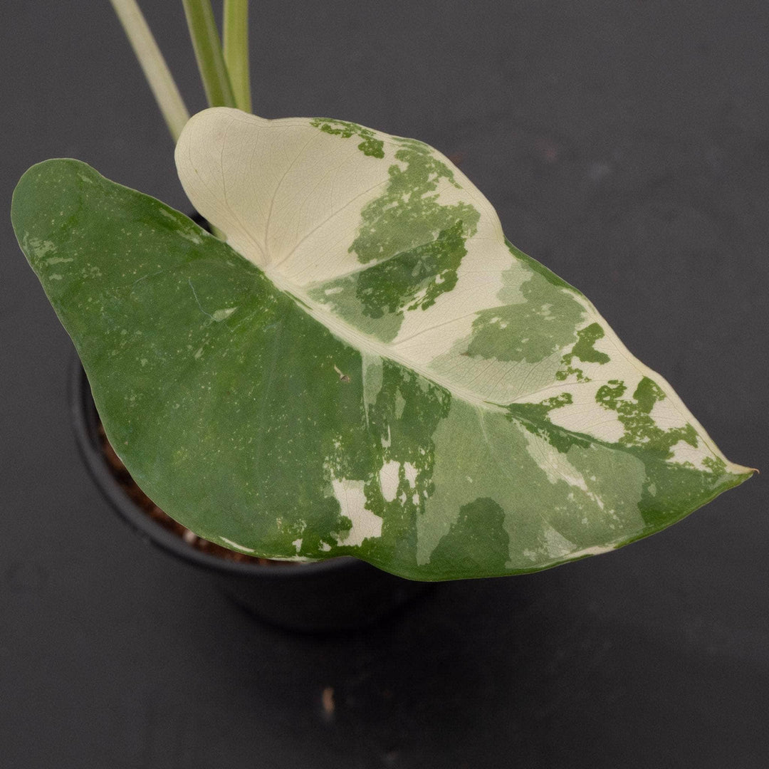 Gabriella Plants Alocasia 4" Alocasia macrorrhiza variegated 'Appaloosa Gold'