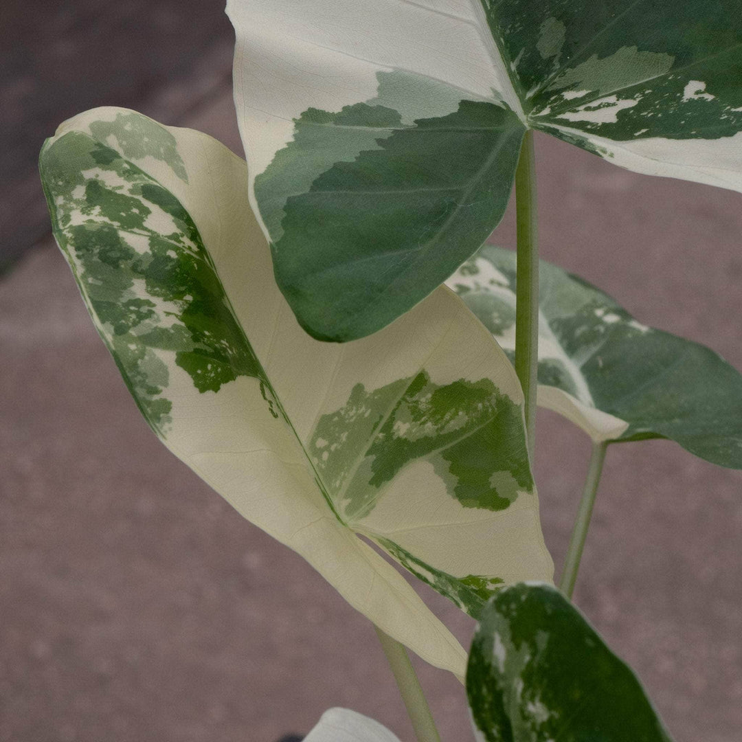 Gabriella Plants Alocasia 4" Alocasia macrorrhiza variegated 'Appaloosa Gold'