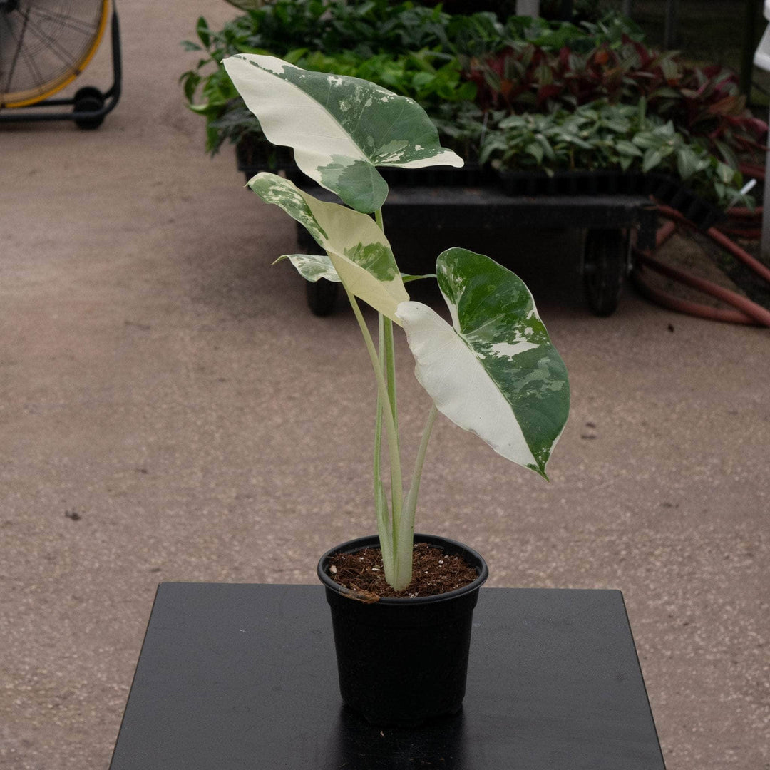 Gabriella Plants Alocasia 4" Alocasia macrorrhiza variegated 'Appaloosa Gold'