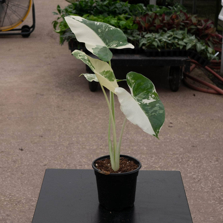 Gabriella Plants Alocasia 4" Alocasia macrorrhiza variegated 'Appaloosa Gold'