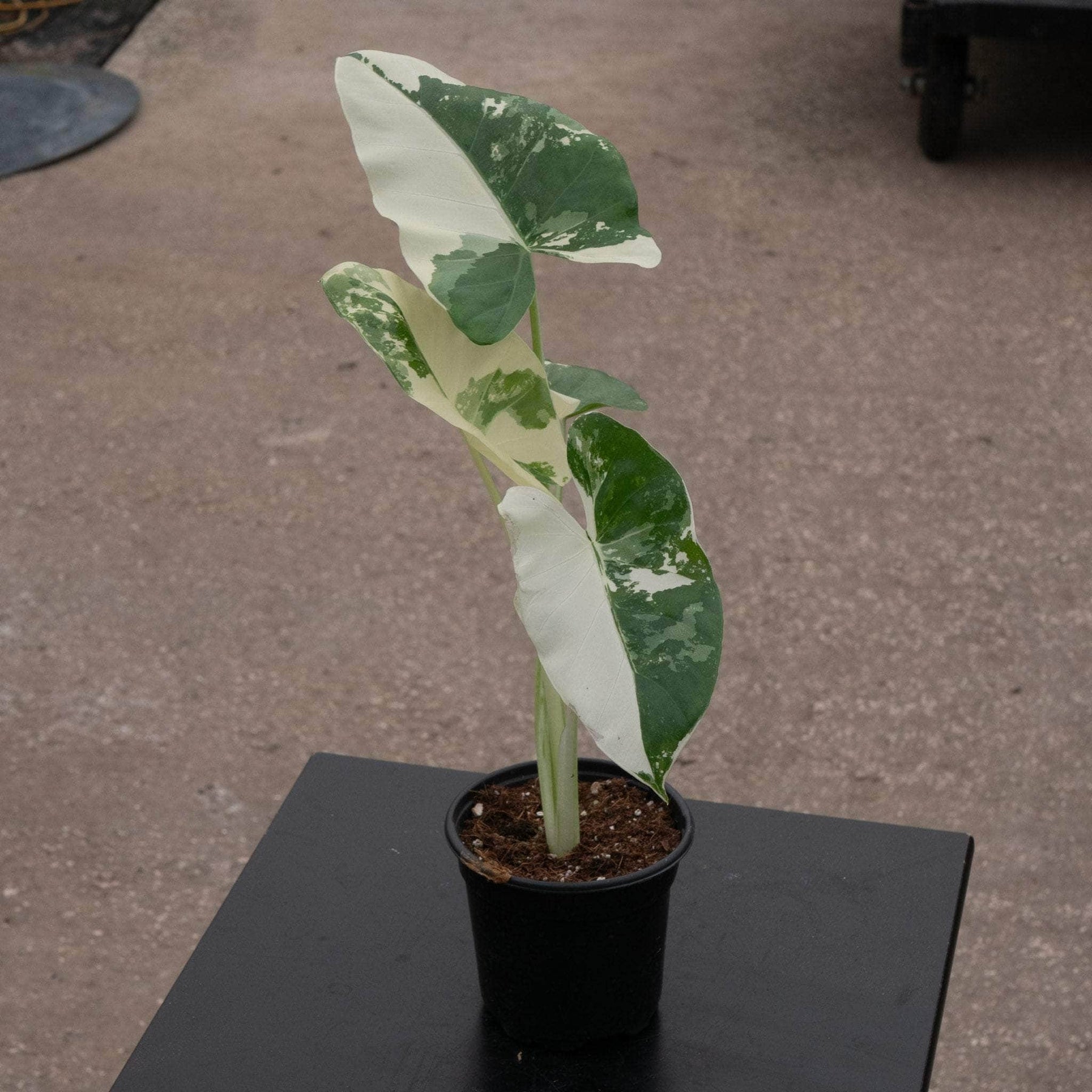 alocasia macrorrhiza indoor plant Alocasia macrorrhiza variegated 'Appaloosa Gold'