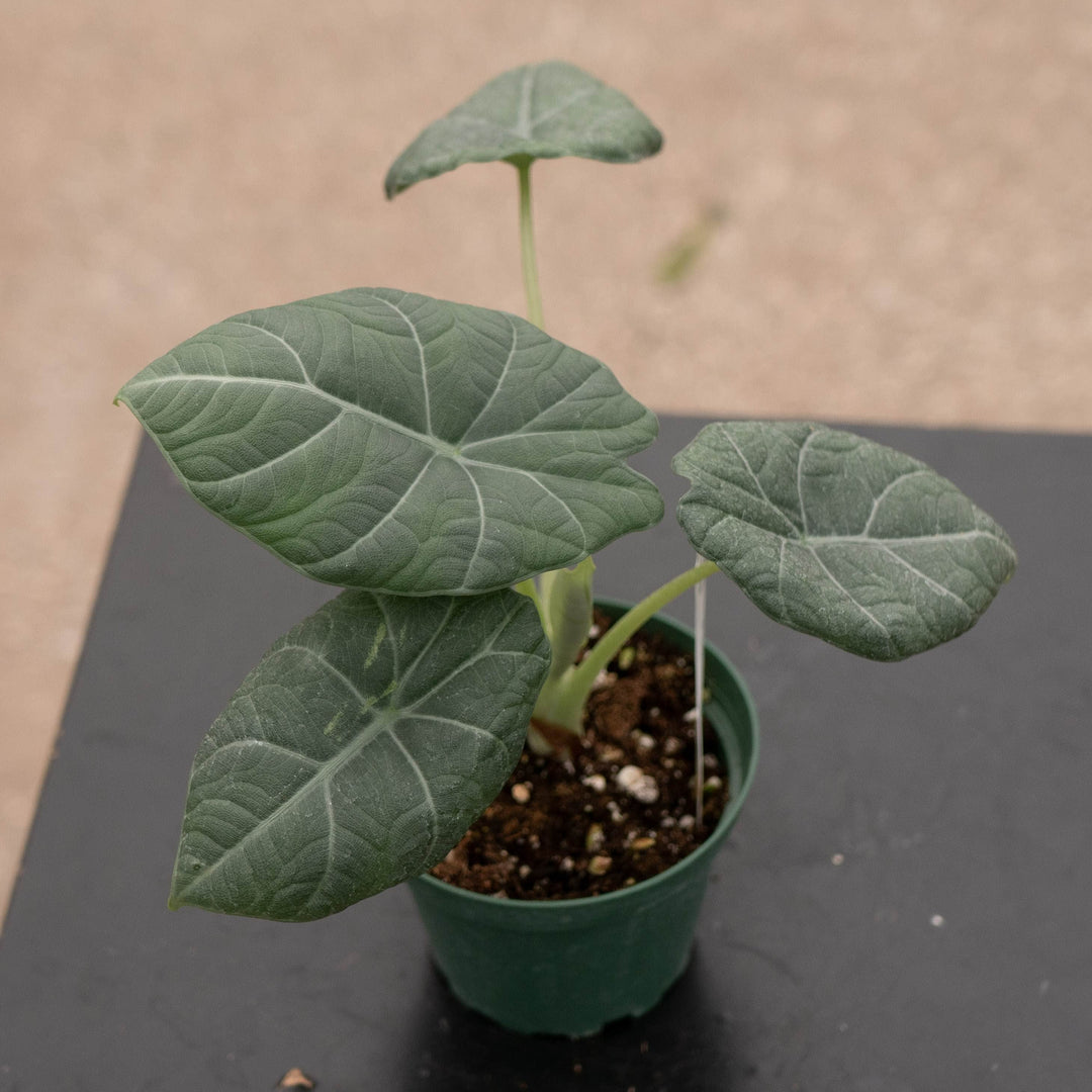 Gabriella Plants Alocasia 4" Alocasia 'Maharani'
