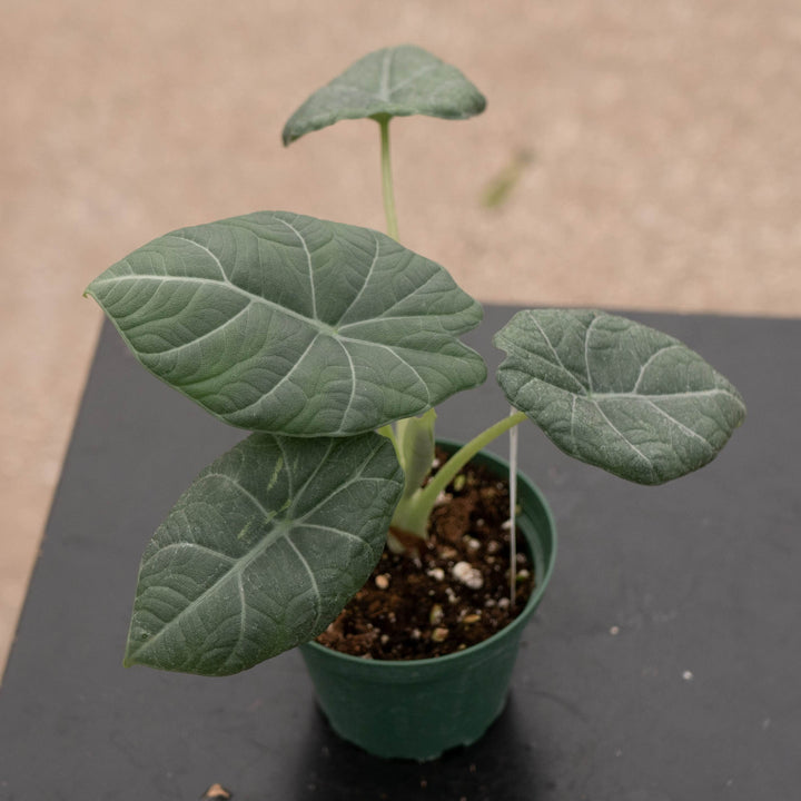 Gabriella Plants Alocasia 4" Alocasia &