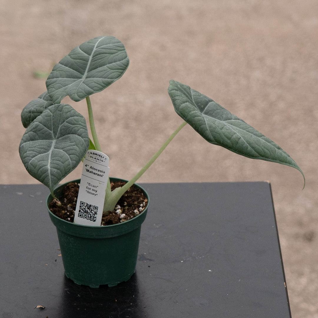 Gabriella Plants Alocasia 4" Alocasia &