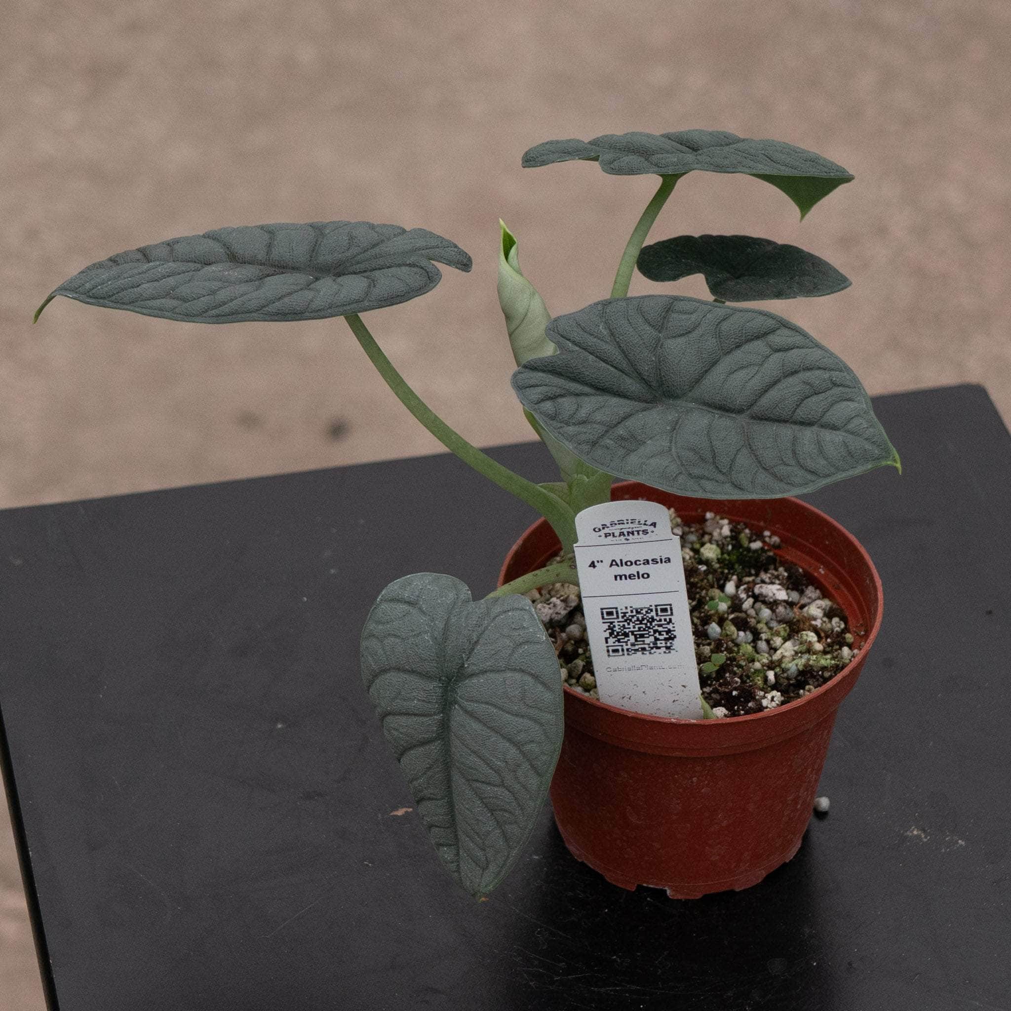 H*e様 Alocasia melo アロカシア メロ MEL6701 Alocasia melo – Gabriella Plants