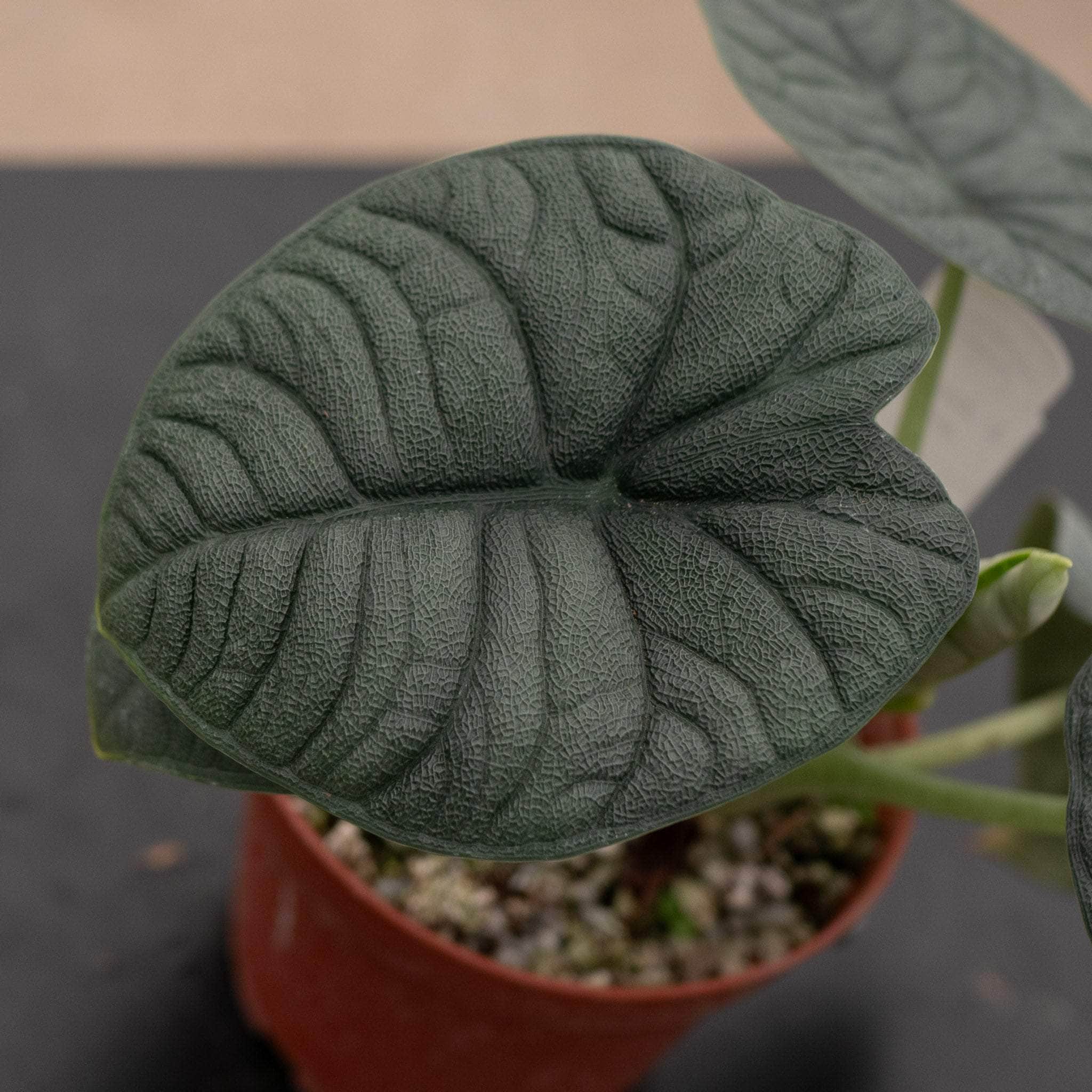 Alocasia melo – Gabriella Plants