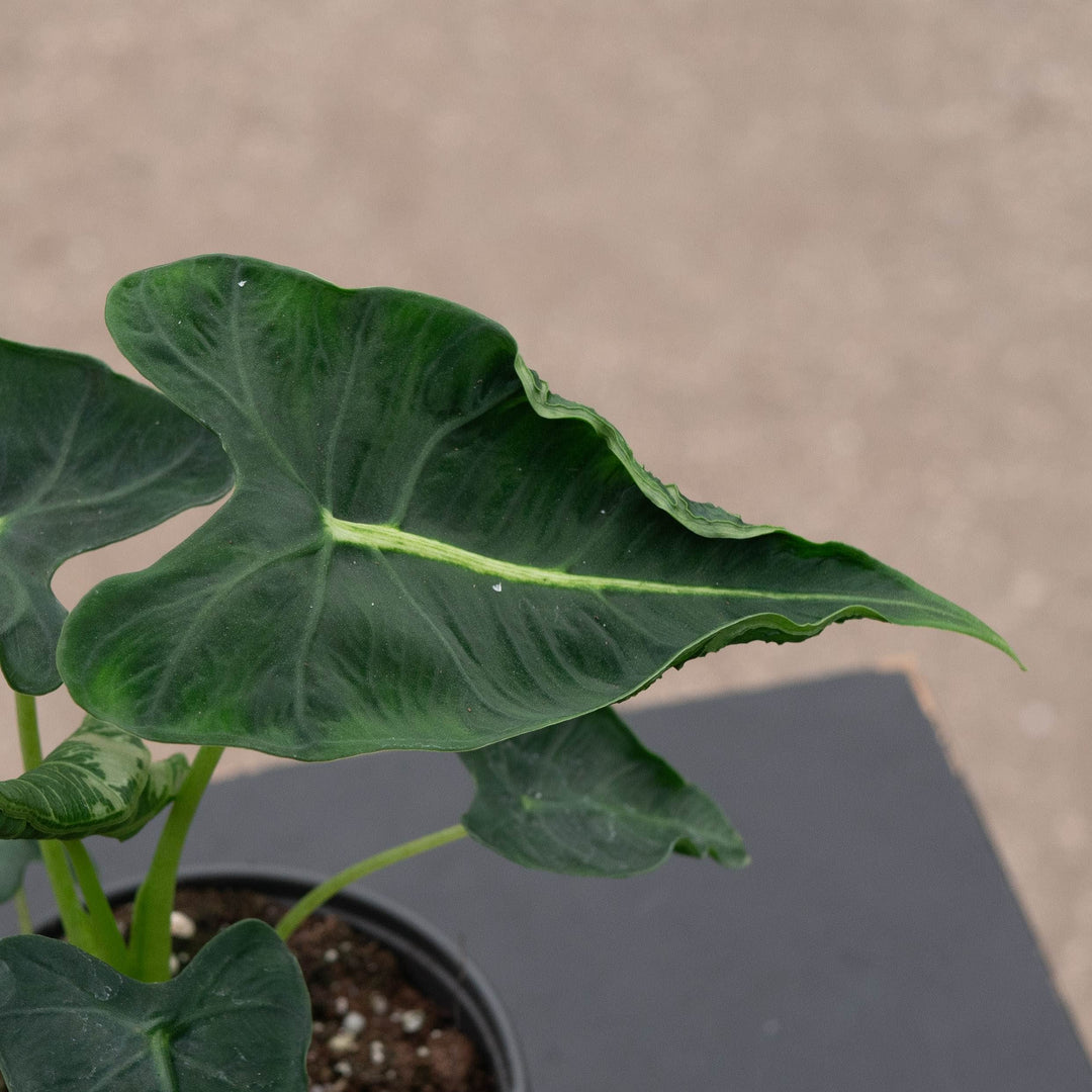 Gabriella Plants Alocasia 4" Alocasia micholitziana &