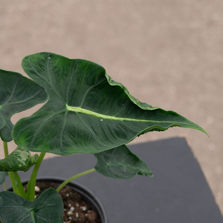 Gabriella Plants Alocasia 4" Alocasia micholitziana &
