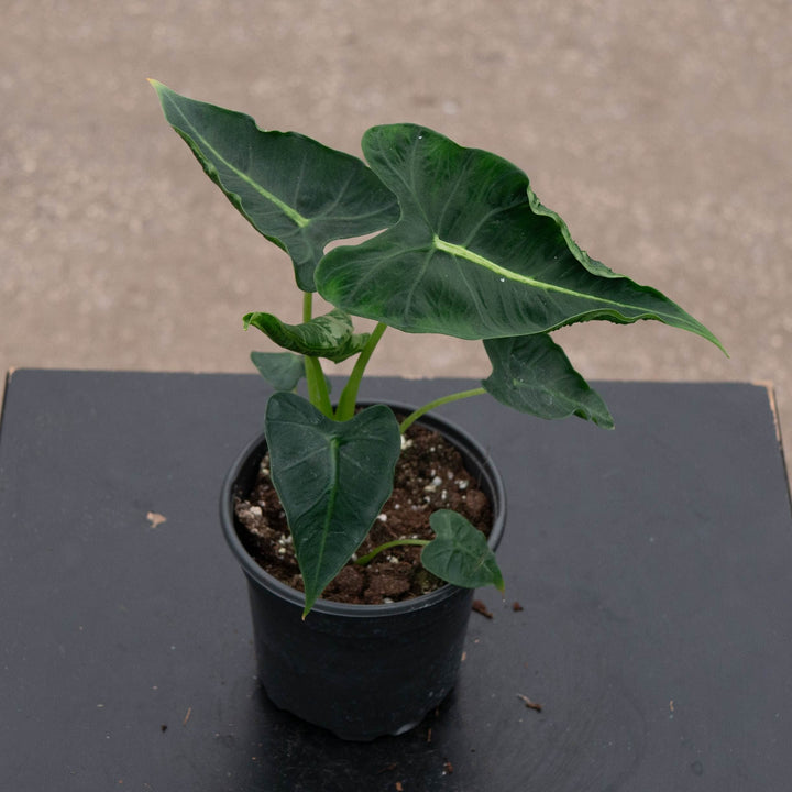 Gabriella Plants Alocasia 4" Alocasia micholitziana &