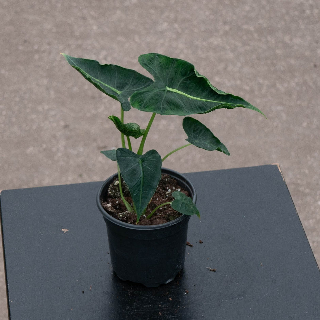 Gabriella Plants Alocasia 4" Alocasia micholitziana &