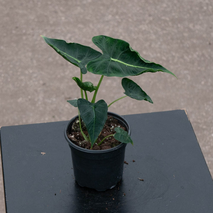 Gabriella Plants Alocasia 4" Alocasia micholitziana &