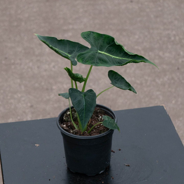 Gabriella Plants Alocasia 4" Alocasia micholitziana &