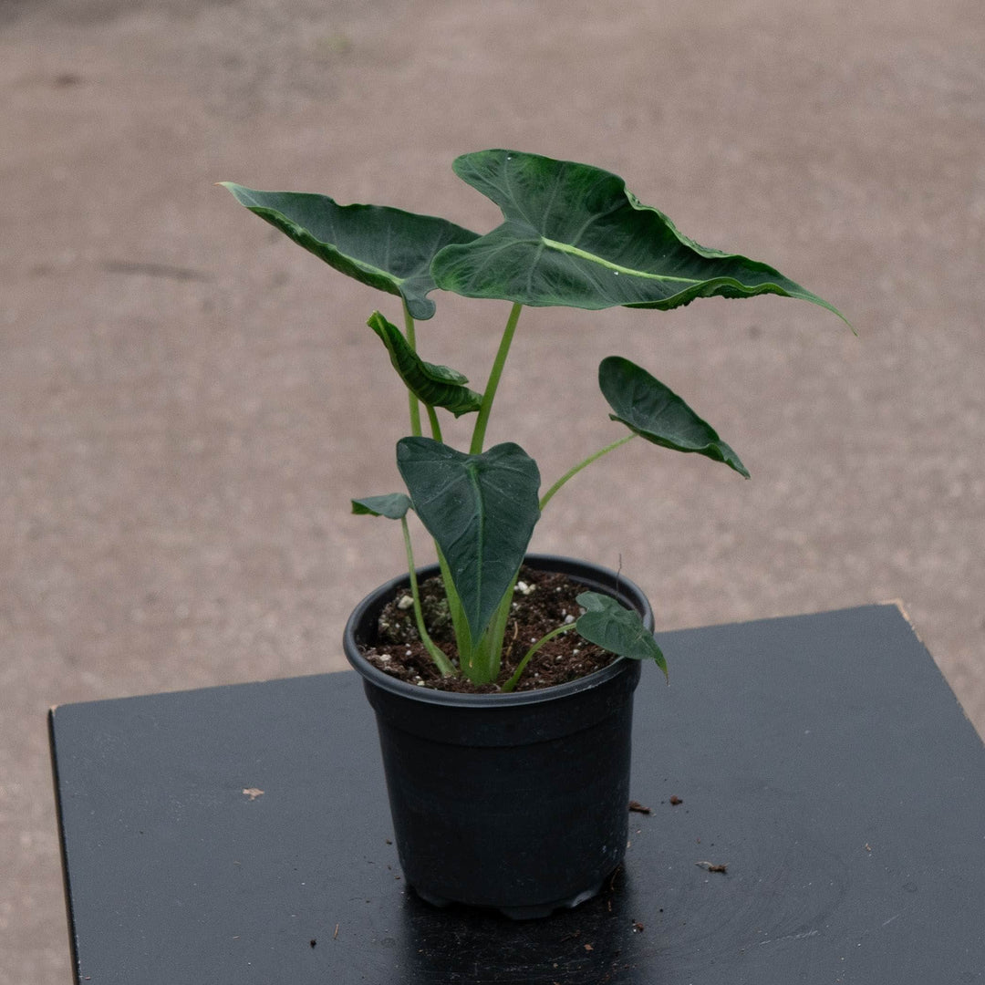 Gabriella Plants Alocasia 4" Alocasia micholitziana 'Emerald Tide'