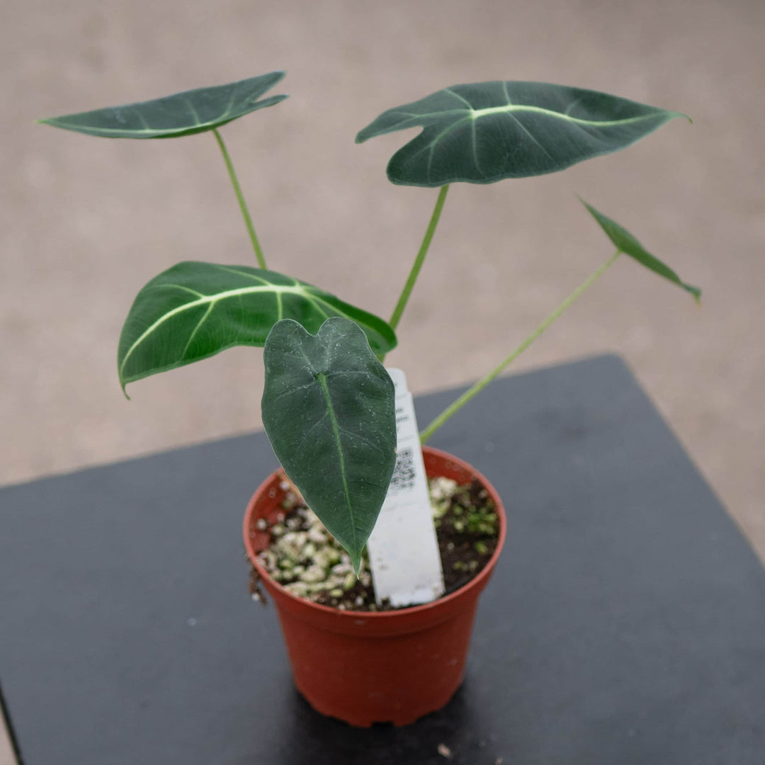 Gabriella Plants Alocasia Alocasia micholitziana 'Frydek'