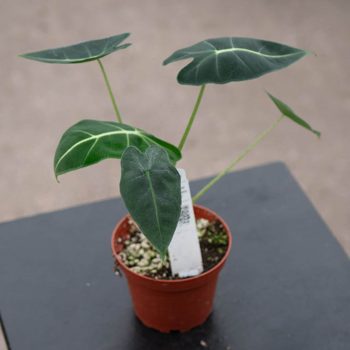 Gabriella Plants Alocasia Alocasia micholitziana 'Frydek'