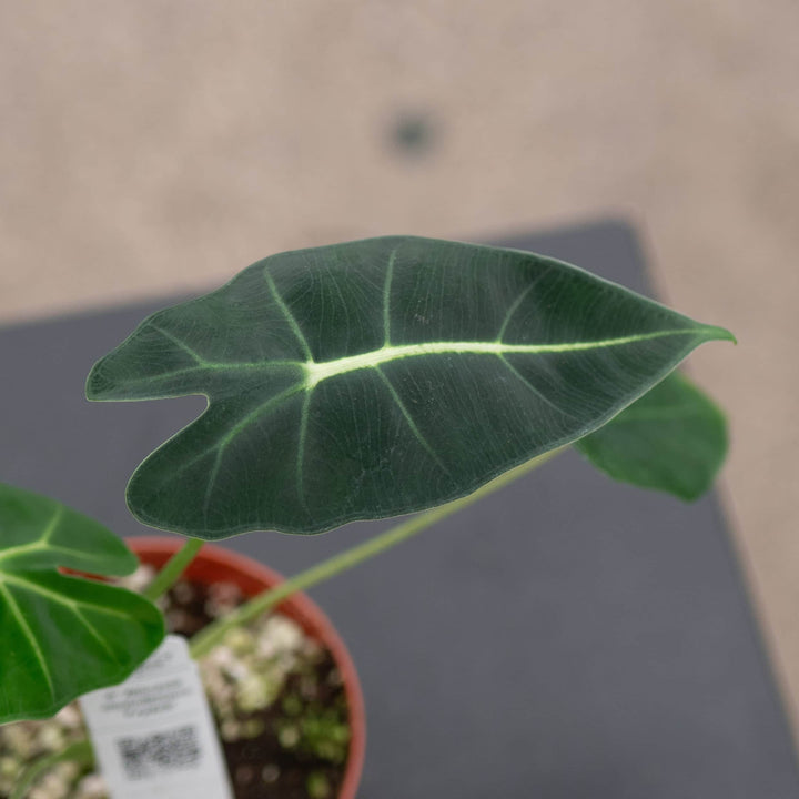 Gabriella Plants Alocasia Alocasia micholitziana 'Frydek'