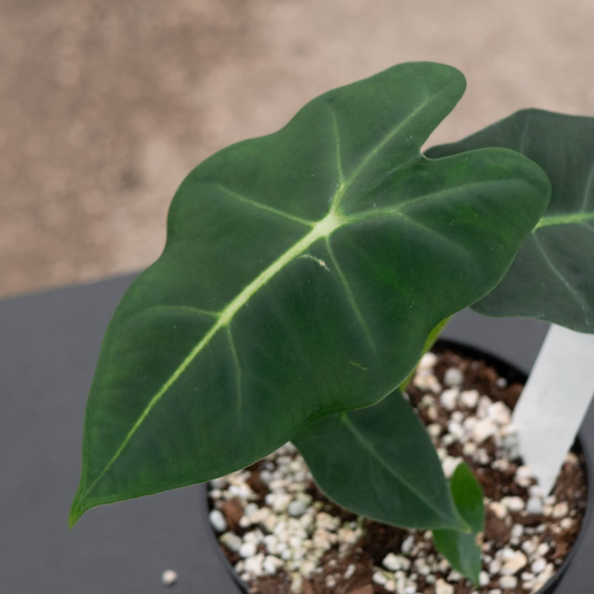 Alocasia micholitziana 'Frydek' - Gabriella Plants