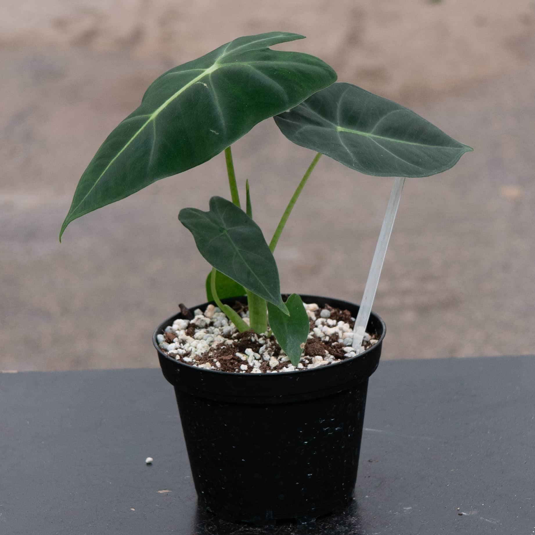 Alocasia micholitziana 'Frydek' - Gabriella Plants