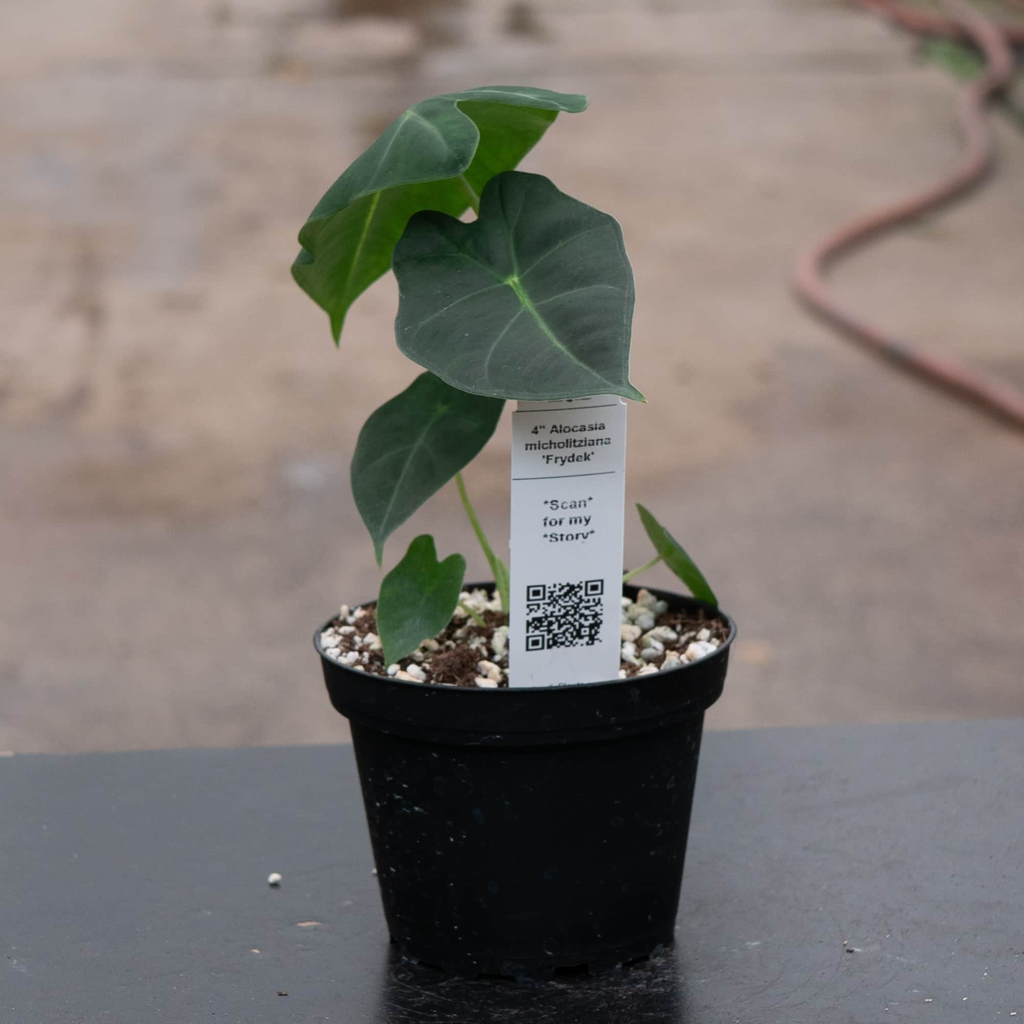 Alocasia micholitziana 'Frydek' - Gabriella Plants