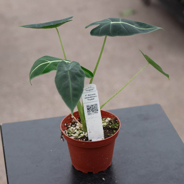 Gabriella Plants Alocasia 4" Alocasia micholitziana 'Frydek'