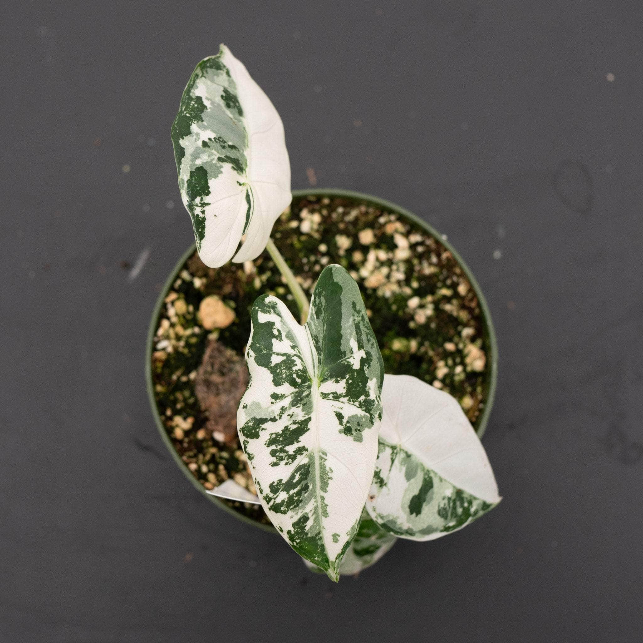 Alocasia micholitziana variegated 'Frydek' - Gabriella Plants