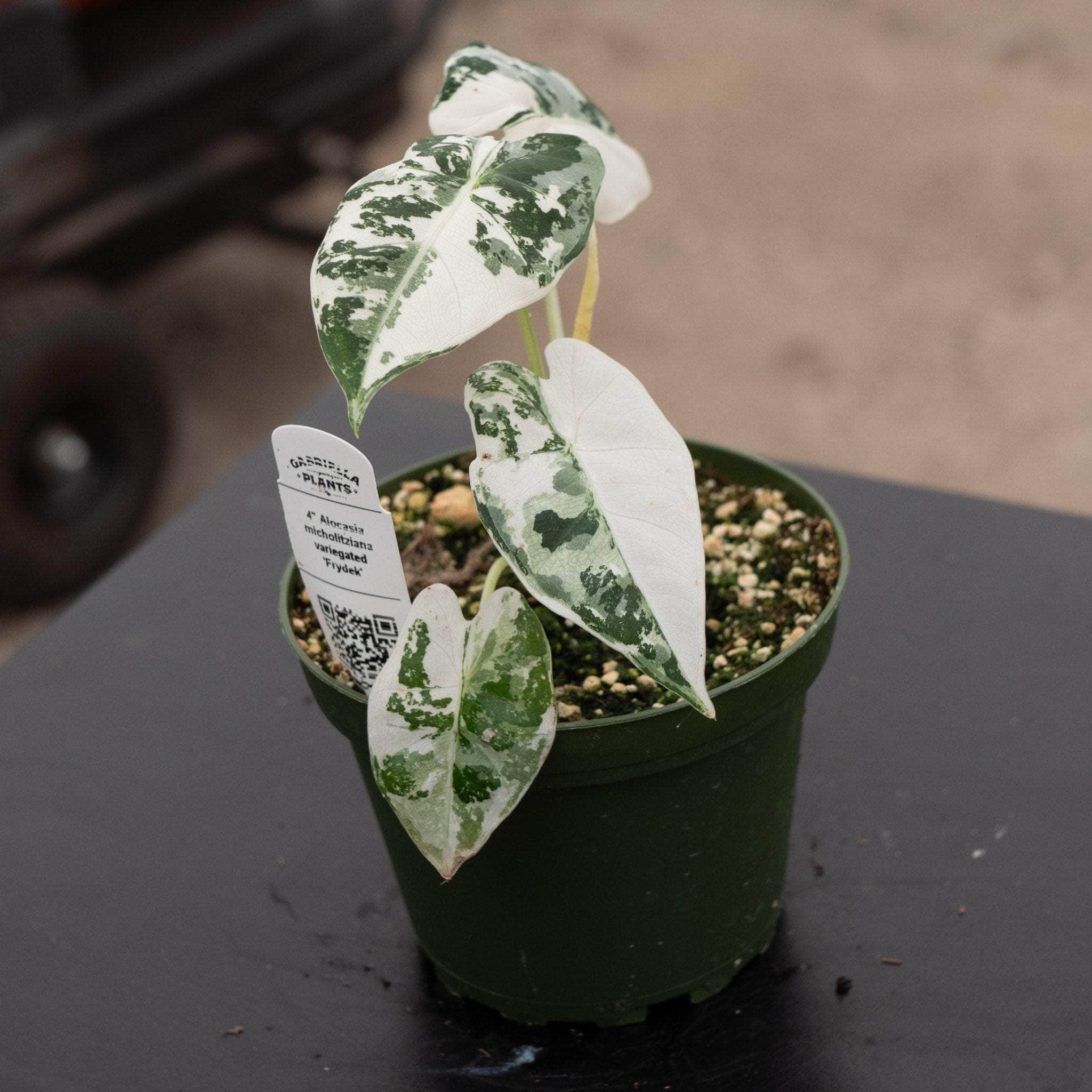 Alocasia micholitziana variegated 'Frydek'