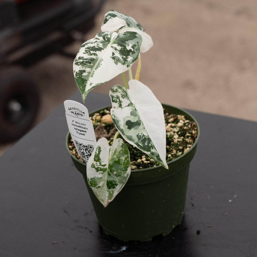 house plants alocasia Alocasia micholitziana variegated 'Frydek'