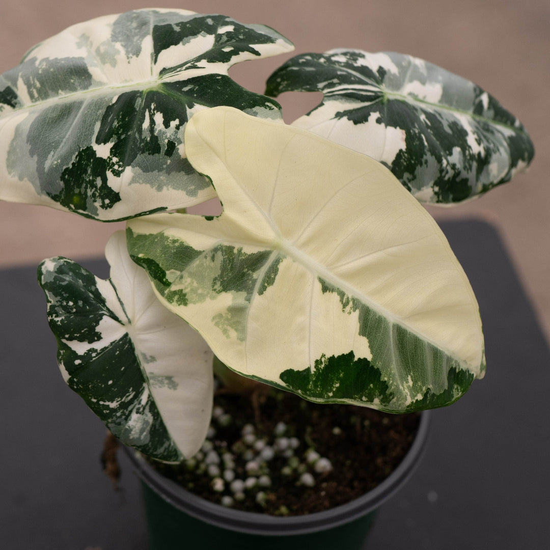 Gabriella Plants Alocasia 4" Alocasia micholitziana variegated &