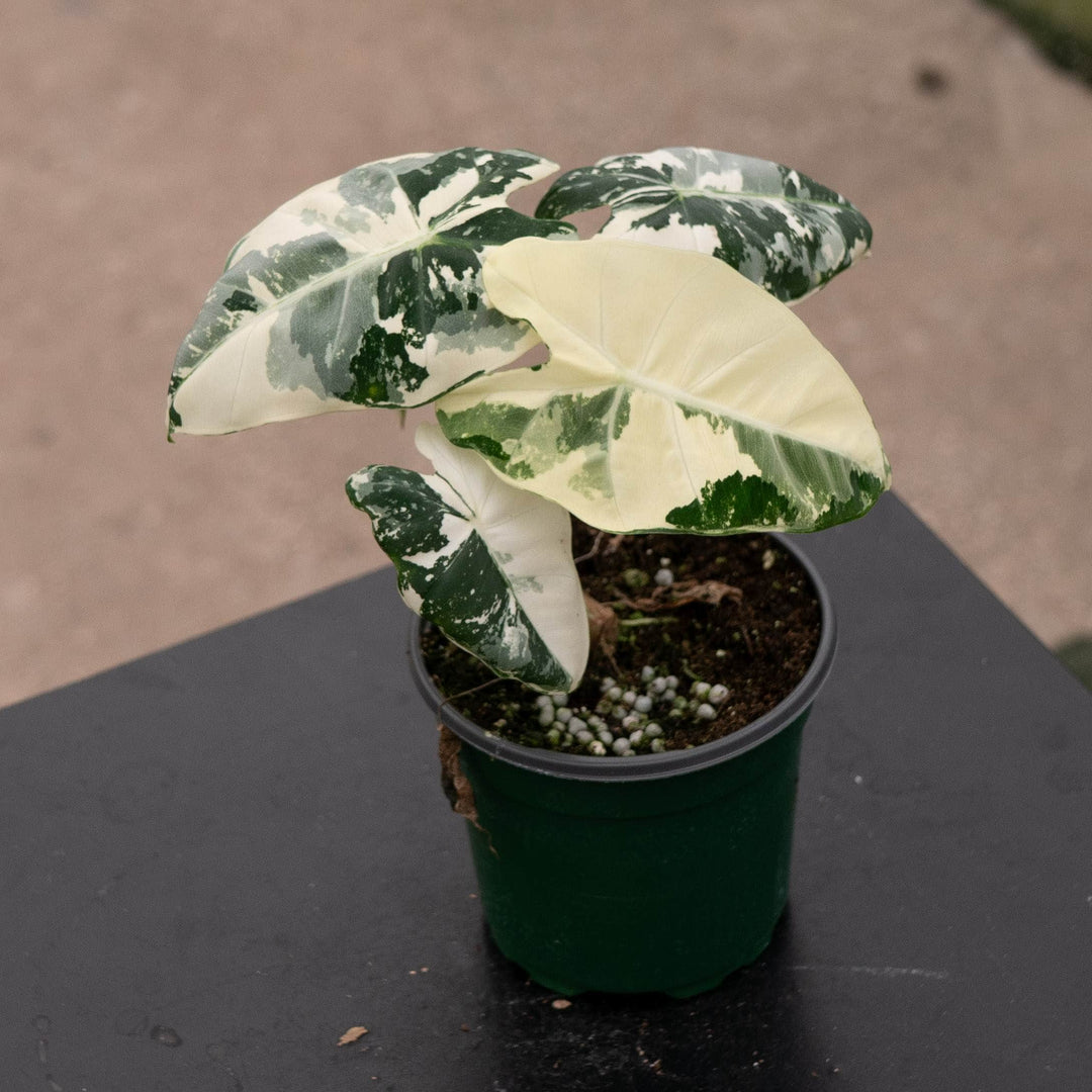 Gabriella Plants Alocasia 4" Alocasia micholitziana variegated &