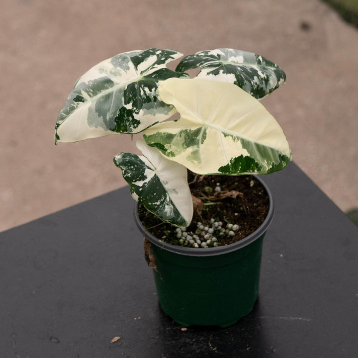 Gabriella Plants Alocasia 4" Alocasia micholitziana variegated &
