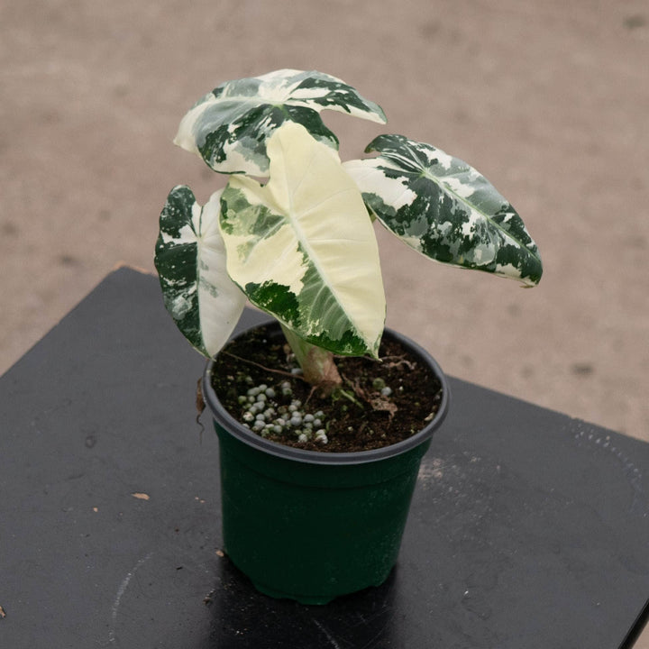 Gabriella Plants Alocasia 4" Alocasia micholitziana variegated &