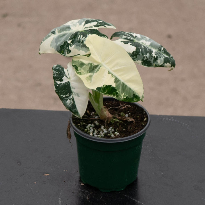 Gabriella Plants Alocasia 4" Alocasia micholitziana variegated &