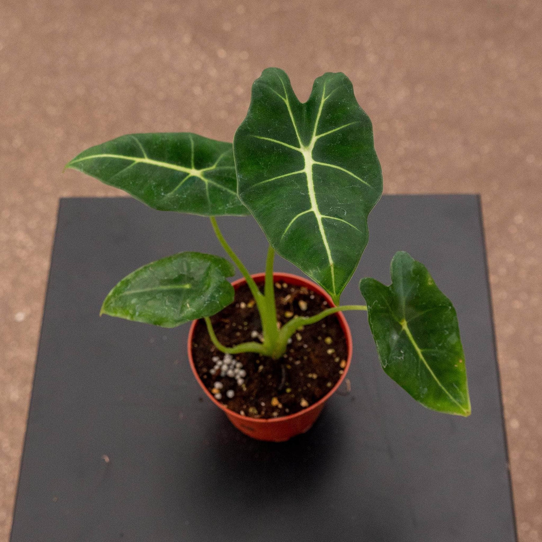 velvet elvis plant indoors Alocasia micholitziana 'Velvet Elvis'