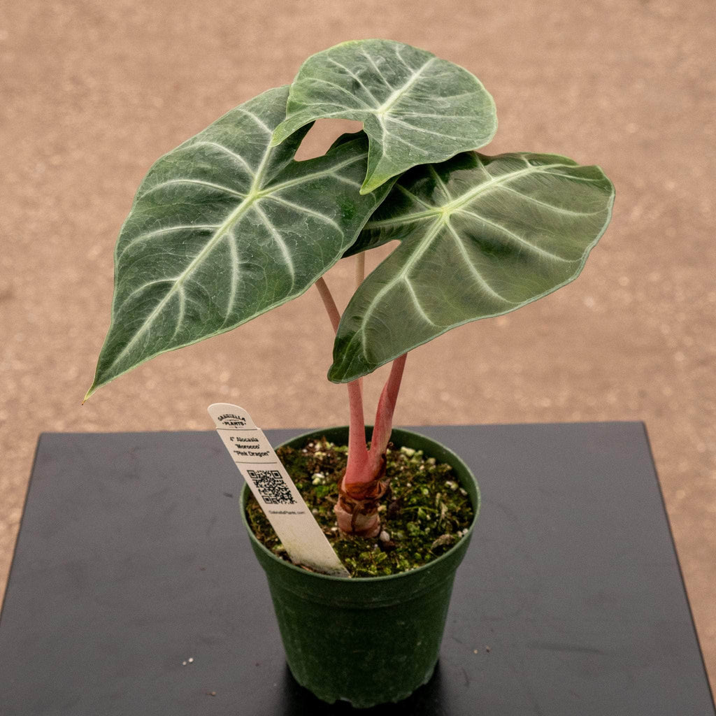 gabriella-plants-alocasia-