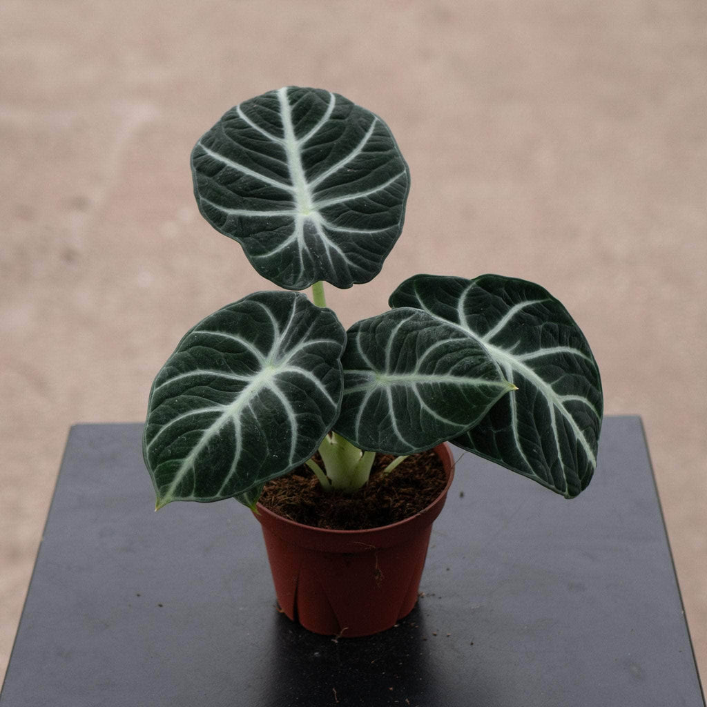 gabriella-plants-alocasia-
