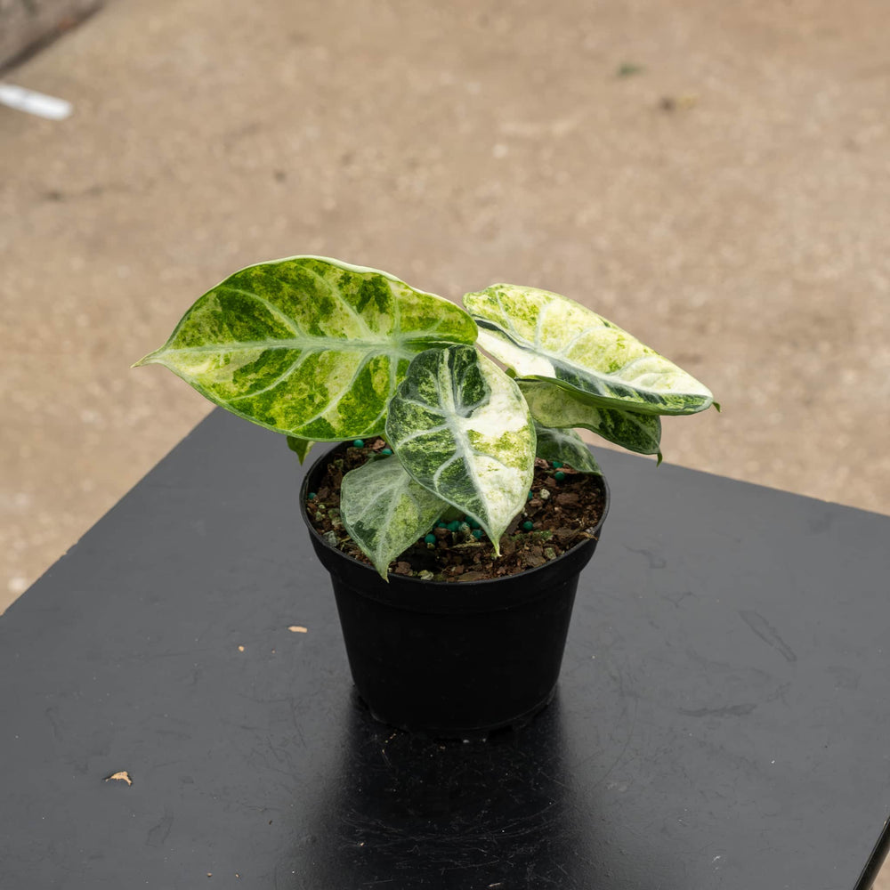 Gabriella Plants Alocasia 4" Alocasia  'Ninja Tricolor'