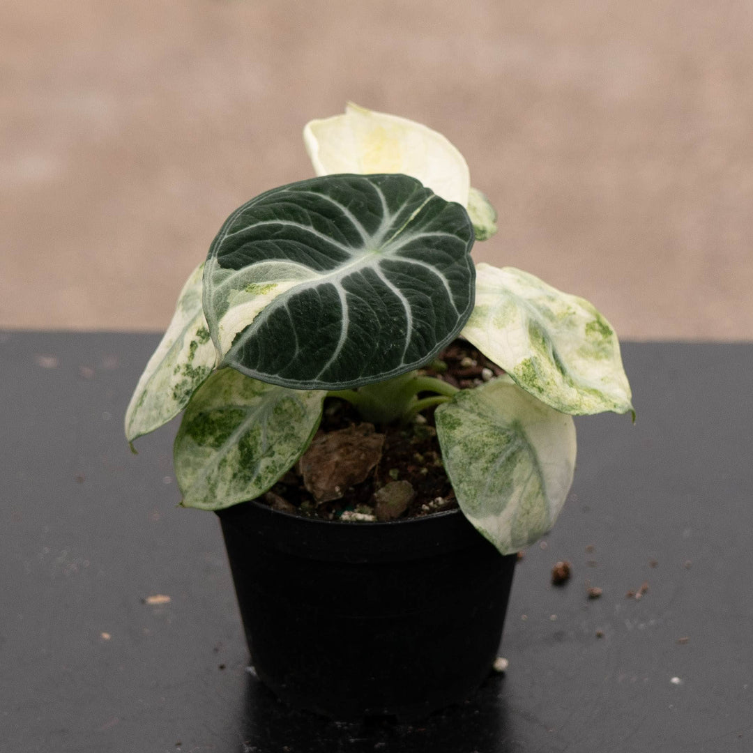 Gabriella Plants Alocasia 4" Alocasia  'Ninja Tricolor'