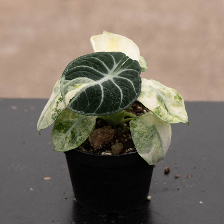 Gabriella Plants Alocasia 4" Alocasia  &