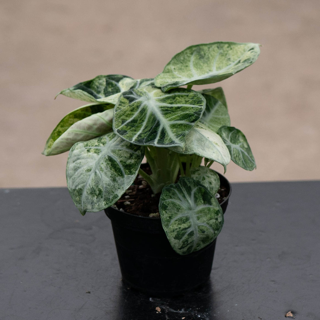 Gabriella Plants Alocasia 4" Alocasia  'Ninja Tricolor'