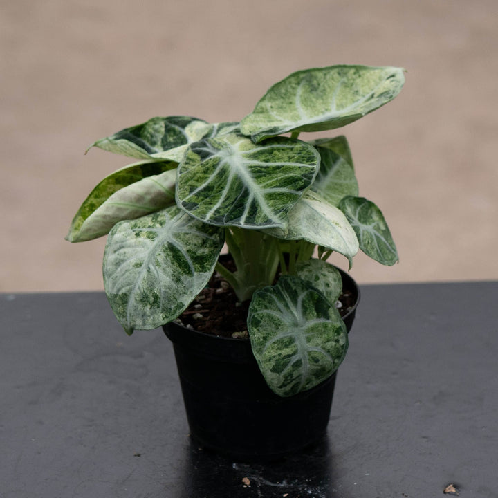 Gabriella Plants Alocasia 4" Alocasia  &