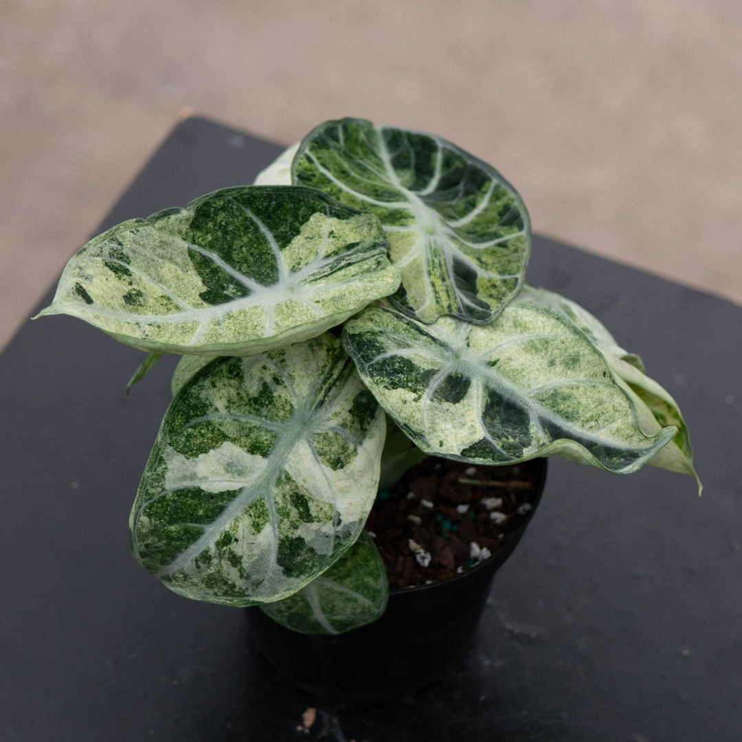 Gabriella Plants Alocasia 4" Alocasia  &