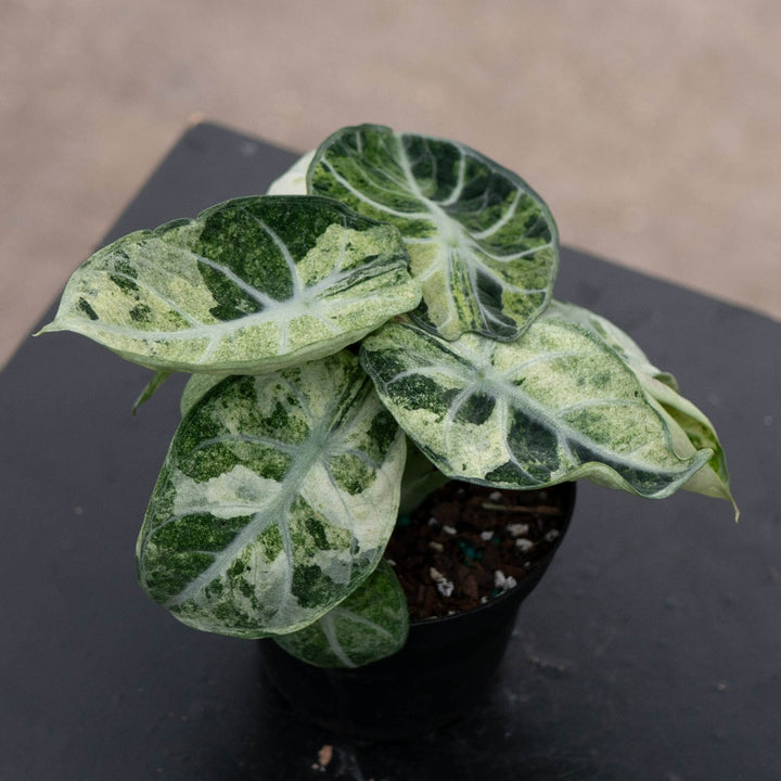 Gabriella Plants Alocasia 4" Alocasia  &