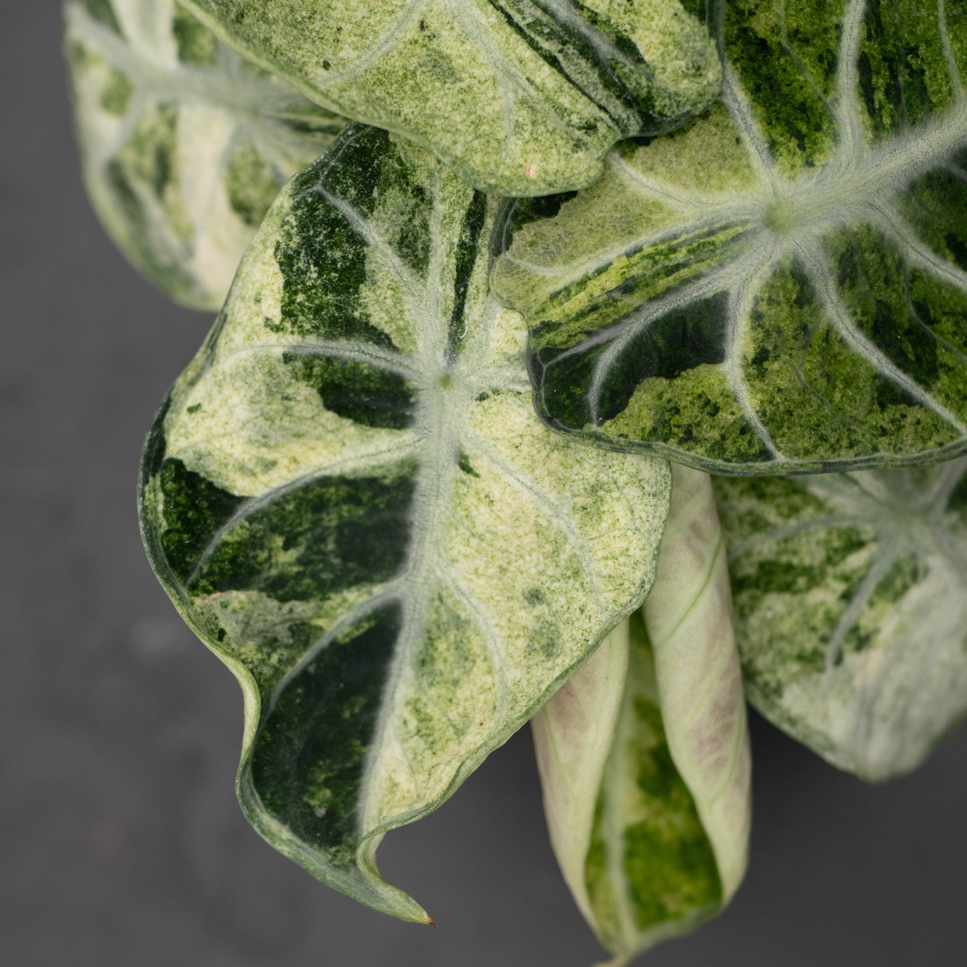 その他 leaf Alocasia 'Ninja Tricolor' – Gabriella Plants