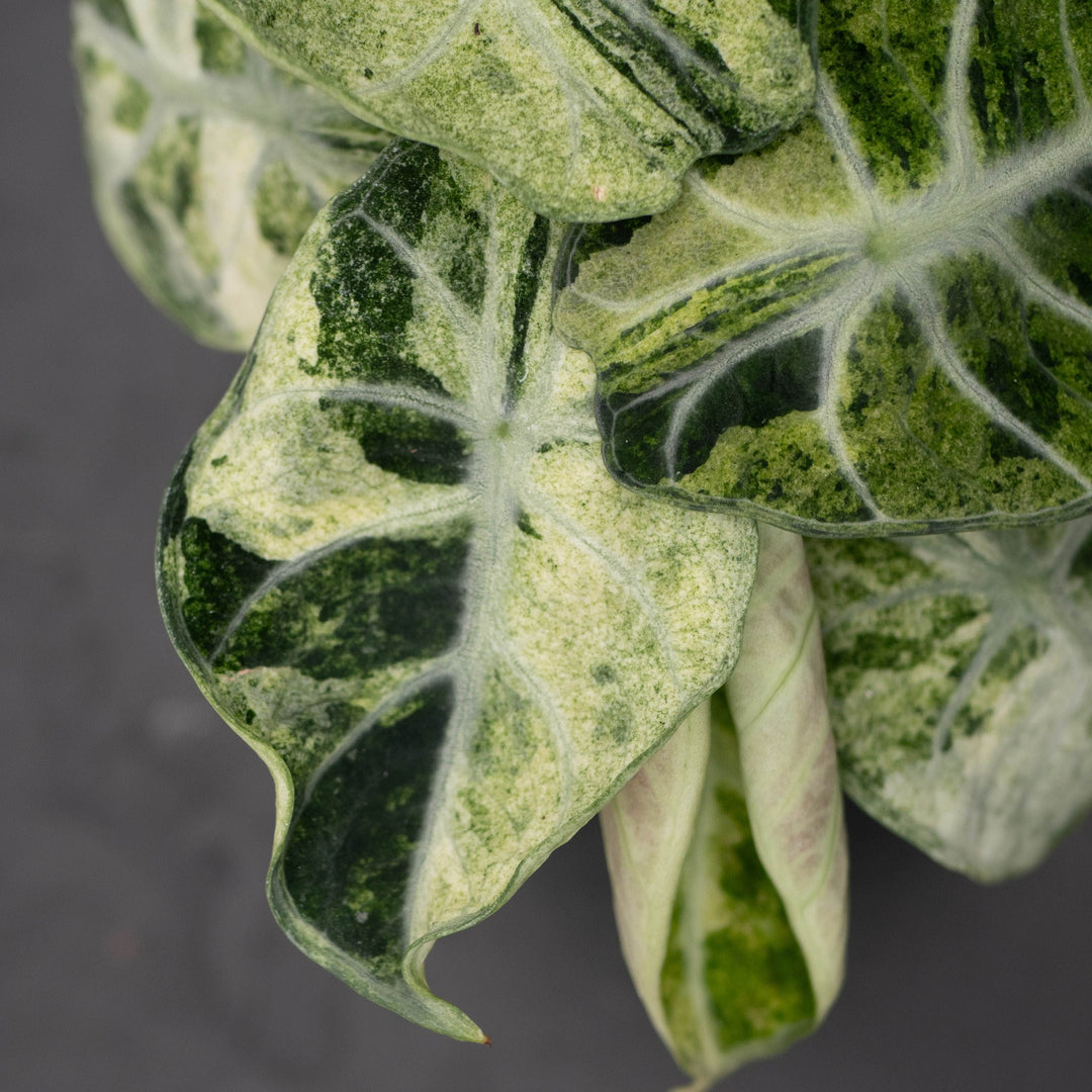 Gabriella Plants Alocasia 4" Alocasia  &