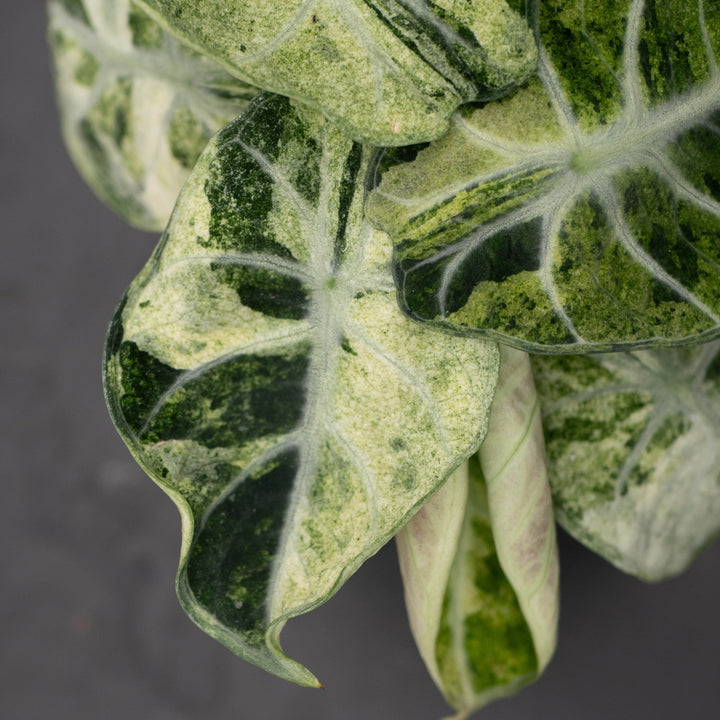 Gabriella Plants Alocasia 4" Alocasia  &